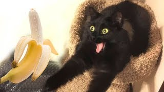 ウケた画像w：コメント4705