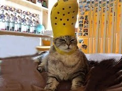 ウケた画像w：コメント4697