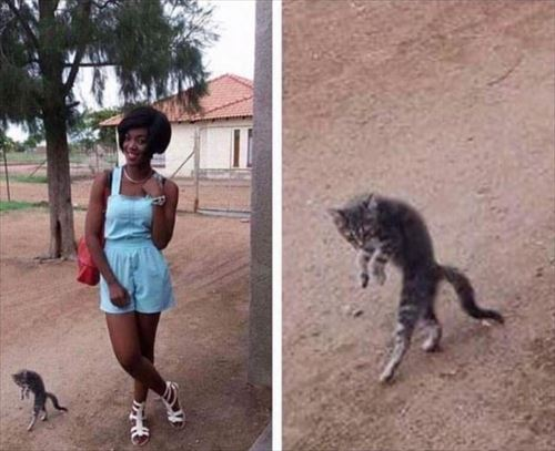 ウケた画像w：コメント4717