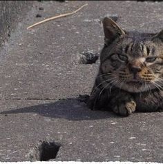 ウケた画像w：コメント4563