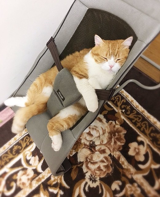 ウケた画像w：コメント4571