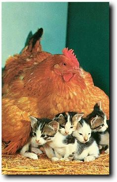 ウケた画像w：コメント4809