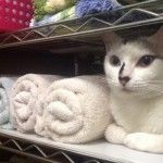 ウケた画像w：コメント4589