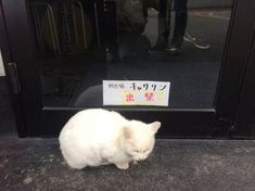 ウケた画像w：コメント4595