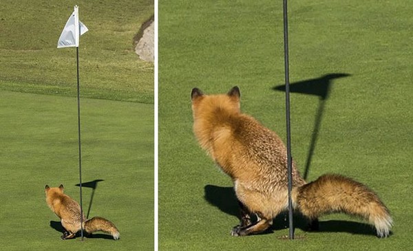 ウケた画像w：コメント4601