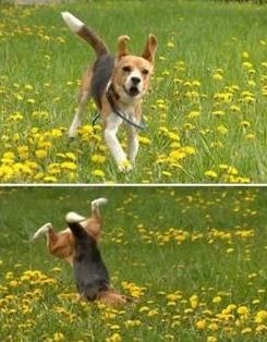 ウケた画像w：コメント4636