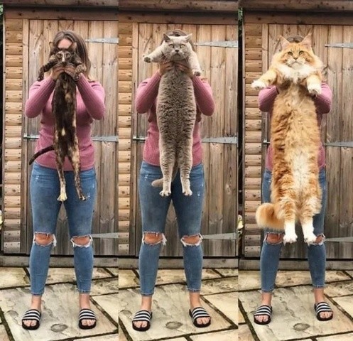 ウケた画像w：コメント4963