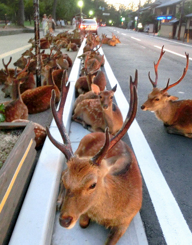 奈良のシカも熱中症に　鹿愛護会が初めて確認：コメント5