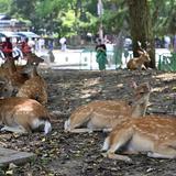 奈良のシカも熱中症に　鹿愛護会が初めて確認