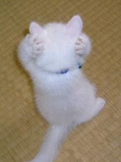 ウケた画像w：コメント4829