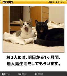 ウケた画像w：コメント5093