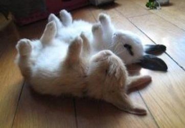 ウケた画像w：コメント5148