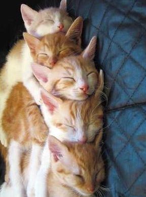 ウケた画像w：コメント5167