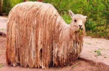 ウケた画像w：コメント5221