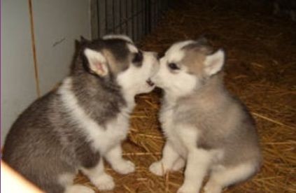 ウケた画像w：コメント5230