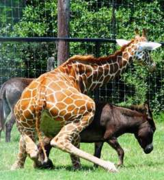 ウケた画像w：コメント5253