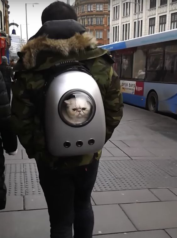 ウケた画像w：コメント5288