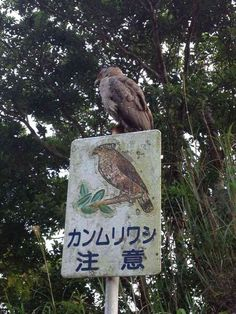 ウケた画像w：コメント4914