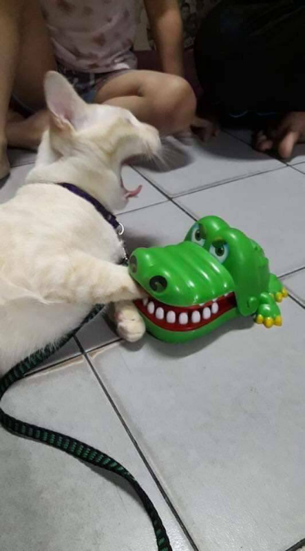 ウケた画像w：コメント4930