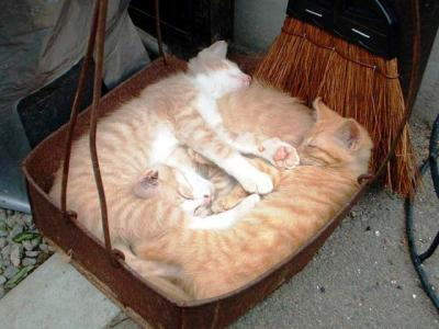 ウケた画像w：コメント6472