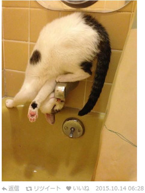 ウケた画像w：コメント6314