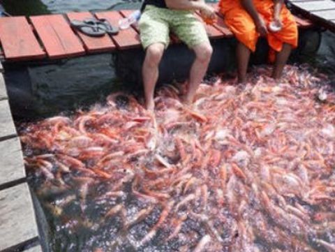 ウケた画像w：コメント6321