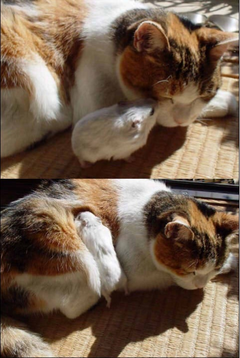 ウケた画像w：コメント6521