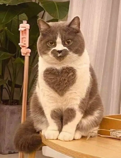 ウケた画像w：コメント6551