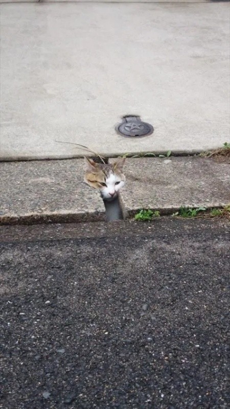 ウケた画像w：コメント6579