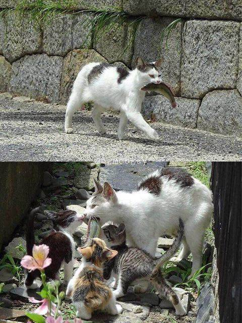 ウケた画像w：コメント6425