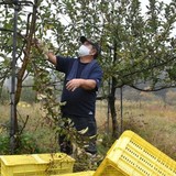 リンゴ6000個盗まれる「クマより悪質」収穫間近、農家憤り　岩手