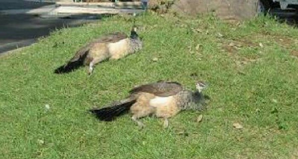 本当に可愛い女の子だけを貼るトピ：コメント1741