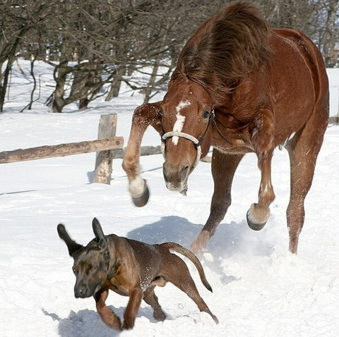 ウケた画像w：コメント6625