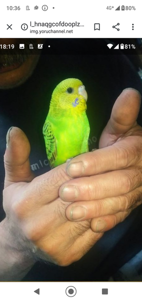 風俗や売春をする女の子の特徴：コメント2074