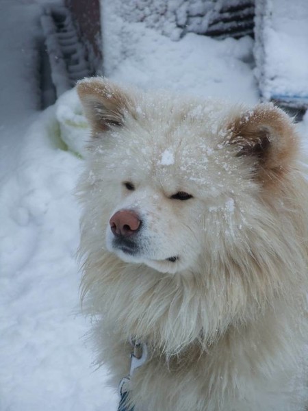 人気の秋田犬「わさお」が8日に死ぬ 死因は多臓器不全：コメント12