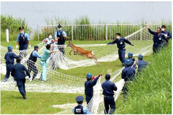 捕獲シカは殺処分するしかない？　「飼いたい」問い合わせ100件もペット不可：コメント13