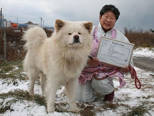 人気の秋田犬「わさお」が8日に死ぬ 死因は多臓器不全：コメント2