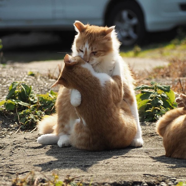 可愛い猫が集まってくるスレ(=ﾟωﾟ)ﾉ：コメント74