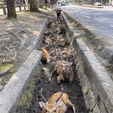 猛暑でここ「シカ」ない？ 奈良県庁前の道路溝 シカが涼求めひっそり集合