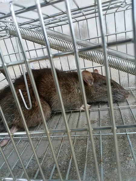 本当に可愛い女の子だけを貼るトピ：コメント1696