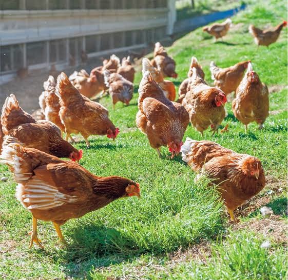  コストコの看板商品のチキンを告発…動物：コメント7