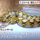 逃走中の3.5ｍヘビ、自らケージのカギを壊して逃げたか