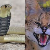 アミメニシキヘビだけじゃない！ 逃げたらヤバい超危険生物と、野生動物飼育ブームの闇