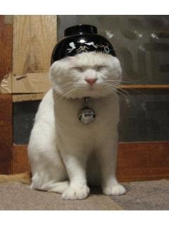  『愛猫』って正しくは何と読む？　じつは5割以上の人が誤読していた…：コメント46