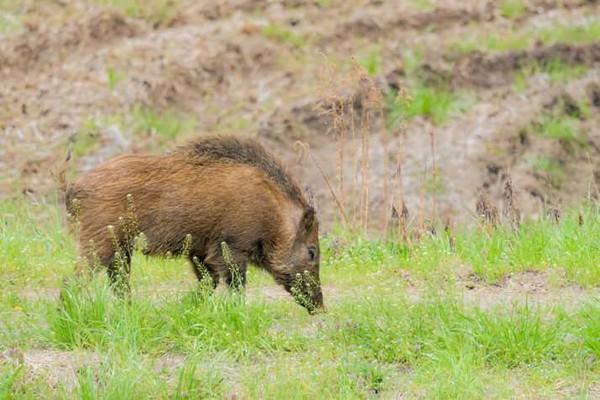 クマだけじゃない「イノシシ被害」の壮絶な実態…：コメント2