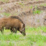 クマだけじゃない「イノシシ被害」の壮絶な実態…