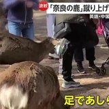 「奈良公園の鹿」への相次ぐ暴力に“マルチリンガルDJポリス”登場　