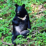 クマは「明らかに顔を狙って攻撃」「骨もボロボロ」と医師たちが証言　「命に別状はない」の実態