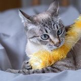 猫は人を選んで噛んでいるの？　猫が噛む理由、噛まれやすい人の特徴を獣医師が解説