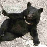 人を食べる習慣を持つクマが増えている」全国的に増えるクマの人的被害